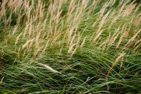 Siergrassen geven je tuin structuur het hele jaar door