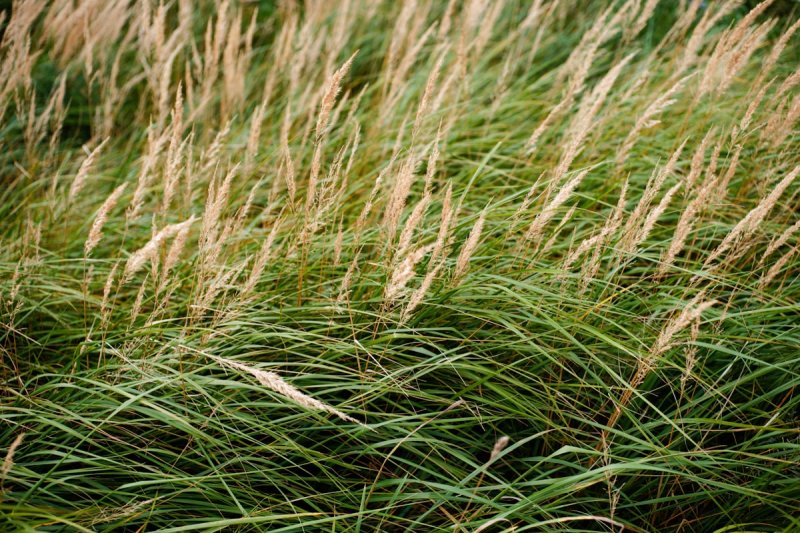 Siergrassen geven je tuin structuur het hele jaar door